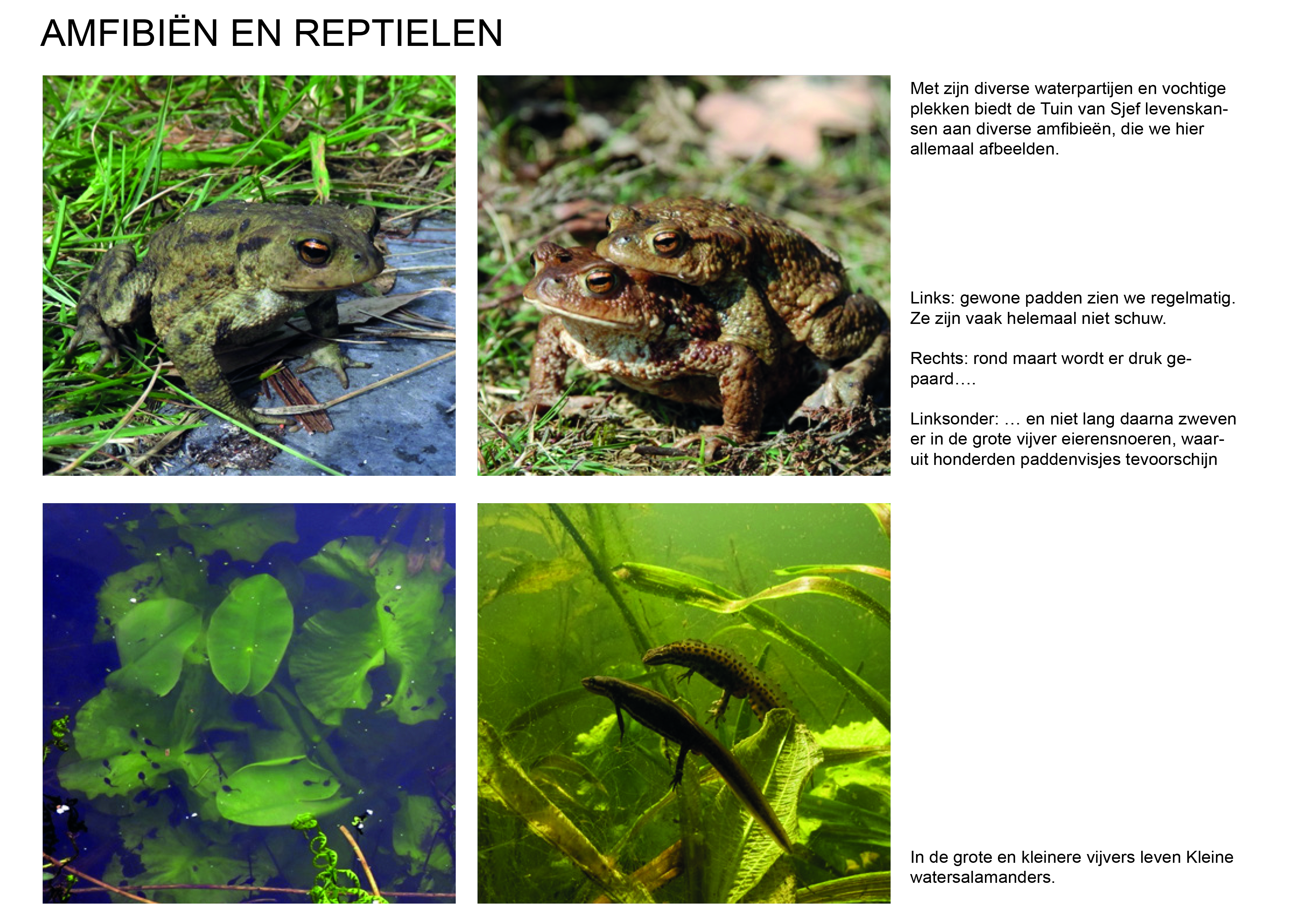 dieren 10